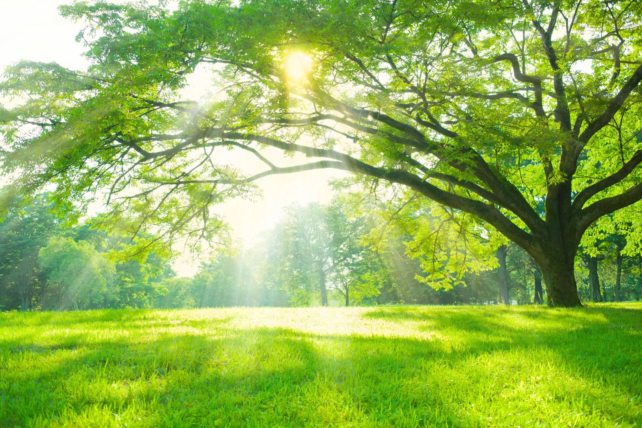 Soft sunlight through trees in a peaceful natural setting